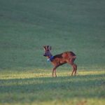 Chevreuil_male_collier_nc