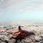 Ecrevisse_Invasive_Cucherousset