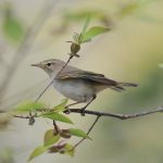 Le pouillot de Bonelli, une des cent espèces observées lors des relevés annuels des oiseaux nicheurs dans le site atelier Vallées et Coteaux de Gascogne - (c) Luc Barbaro